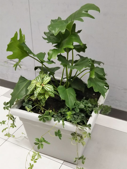 観葉植物の寄せ植え ガーデニング教室 Diyホームセンター ジャンボエンチョー